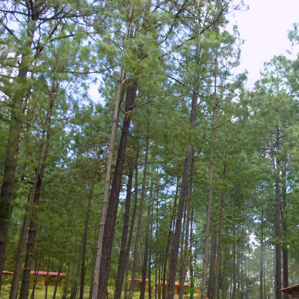 Bosques de Tropicales Secos a Nebulosos de Ixtlan